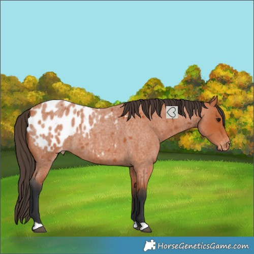 Horse Color:Bay Roan Blanket