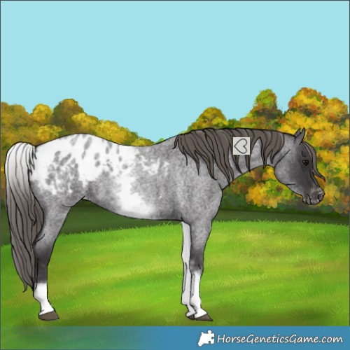 Horse Color:White Spotted Smoky Blue Roan Blanket 