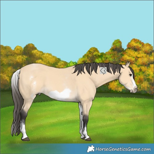 Horse Color:White Spotted Buckskin Splash Frame 