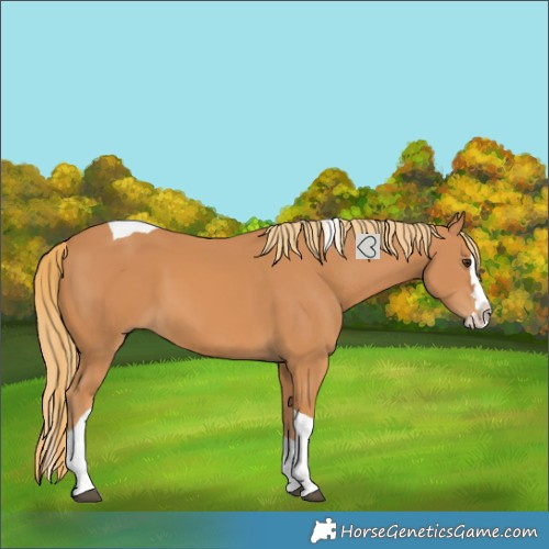 Horse Color:Chestnut Splash Tobiano
