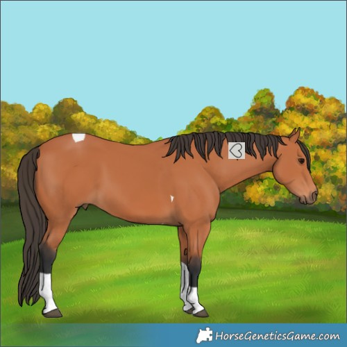 Horse Color:Bay Tobiano 
