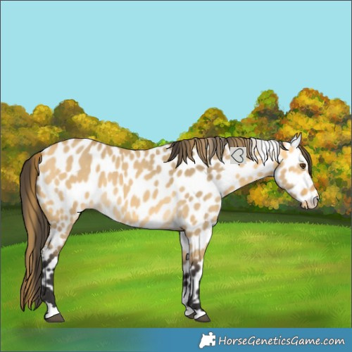 Horse Color:Buckskin Dun Leopard 