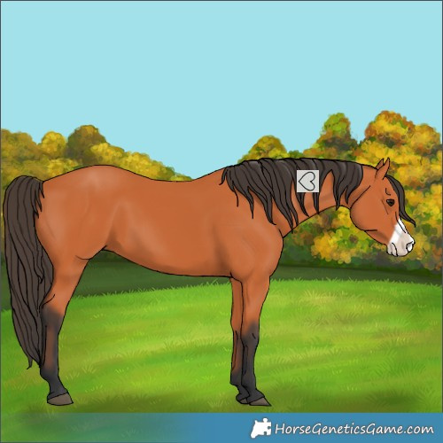Horse Color:Bay Frame