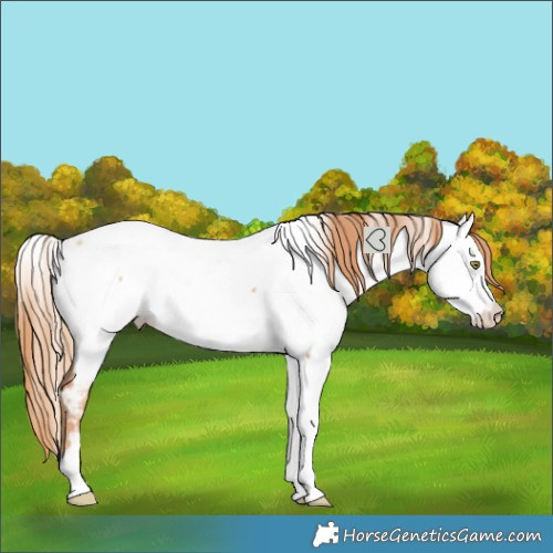 Horse Color:Gold Champagne Splash Tobiano Near Fewspot 