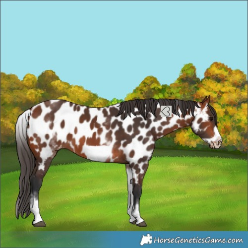 Horse Color:White Spotted Bay Frame Near Leopard