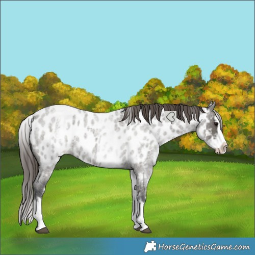 Horse Color:White Spotted Grullo Roan Splash Near Leopard 