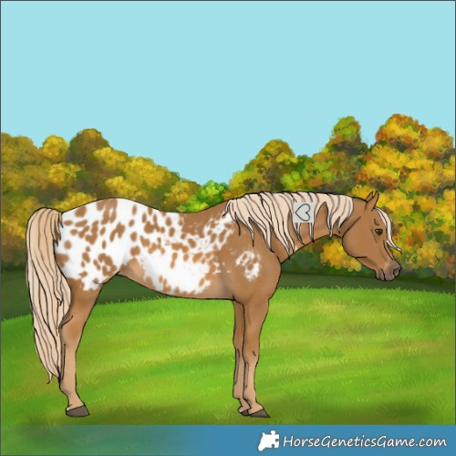 Horse Color:Gray Palomino Near Leopard 