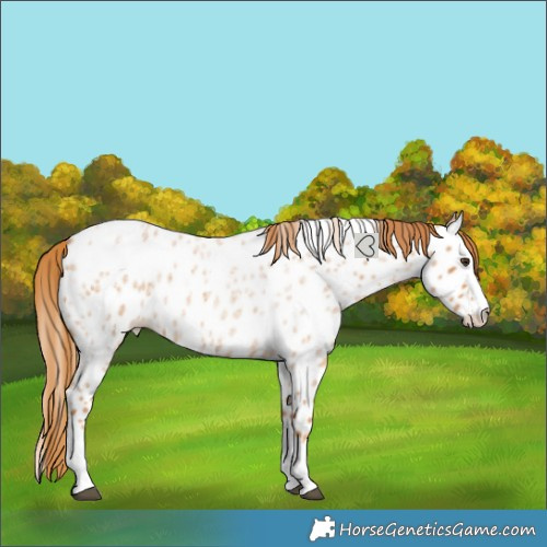 Horse Color:Red Roan Splash Near Leopard