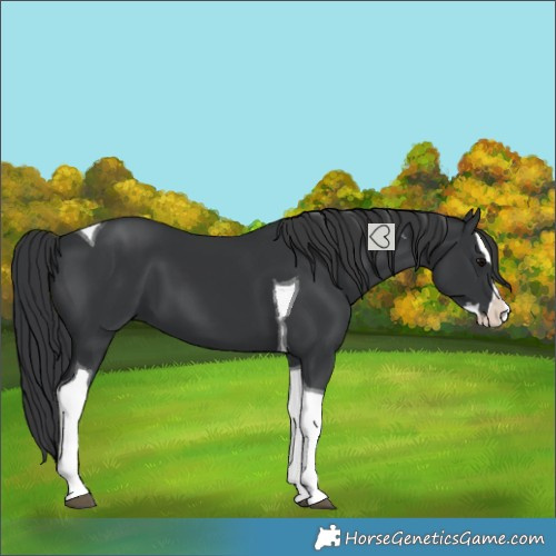 Horse Color:Black Splash Tobiano 