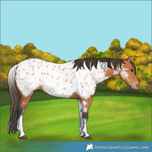 Horse Color:White Spotted Bay Near Leopard