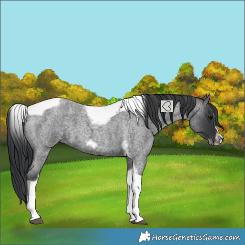 Horse Color:Blue Roan Splash Tobiano Frame 