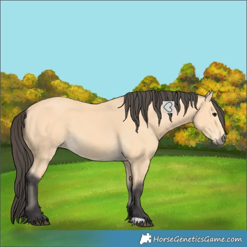 Horse Color:Buckskin