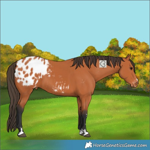 Horse Color:Bay Blanket
