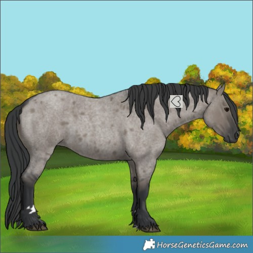 Horse Color:Grullo Roan 