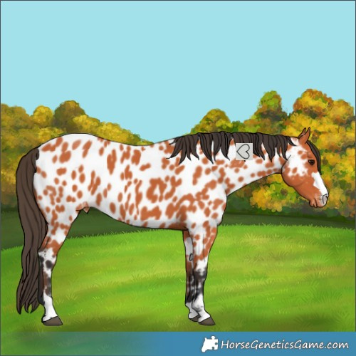Horse Color:Bay Near Leopard 