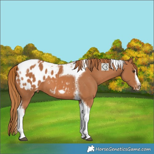 Horse Color:Chestnut Splash Tobiano Frame Blanket