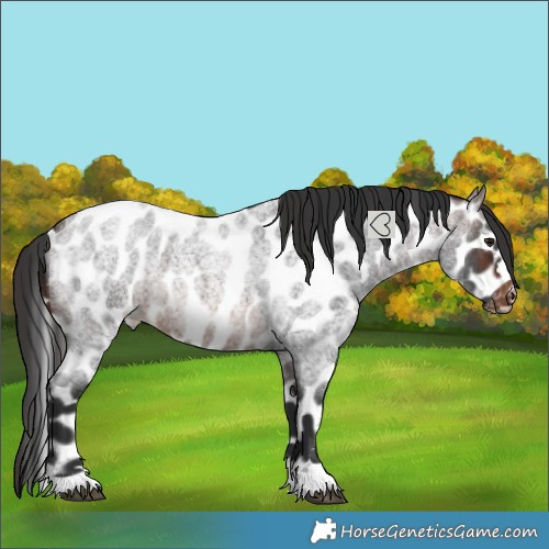 Horse Color:Brown Roan Leopard 