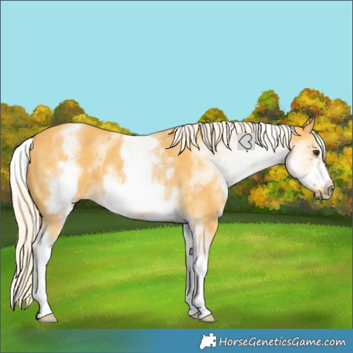 Horse Color:White Spotted Palomino Frame