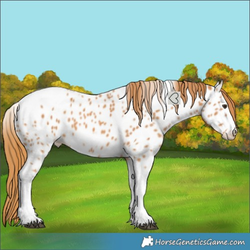 Horse Color:Chestnut Splash Tobiano Frame Near Leopard