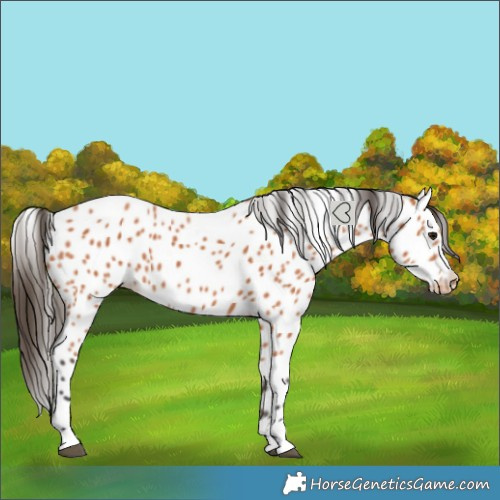Horse Color:Bay Leopard 