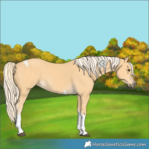Horse Color:Palomino Tobiano
