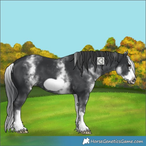 Horse Color:White Spotted Black Splash Frame 