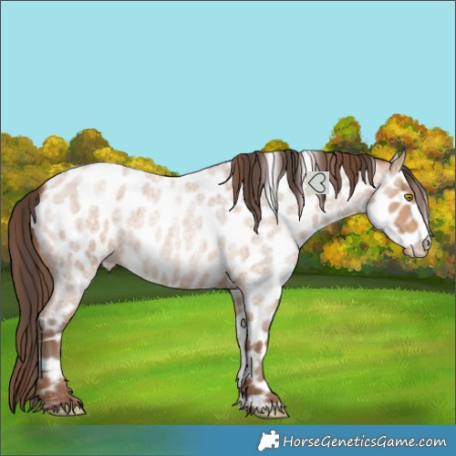 Horse Color:Amber Champagne Roan Frame Leopard