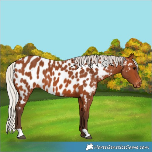 Horse Color:Silver Bay Near Leopard 