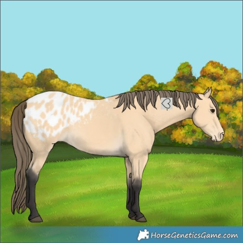 Horse Color:Buckskin Blanket 