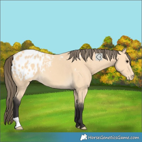 Horse Color:Buckskin Blanket