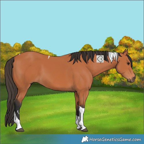 Horse Color:Bay Tobiano