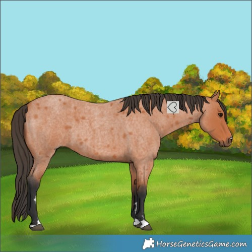 Horse Color:Bay Roan