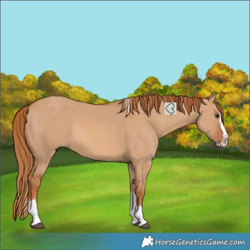 Horse Color:Red Dun Splash Tobiano