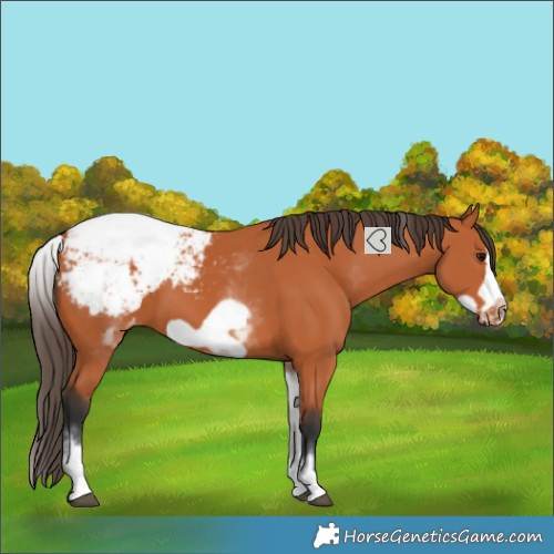Horse Color:White Spotted Bay Splash Frame Snowcap