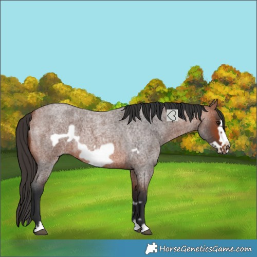 Horse Color:Bay Roan Frame