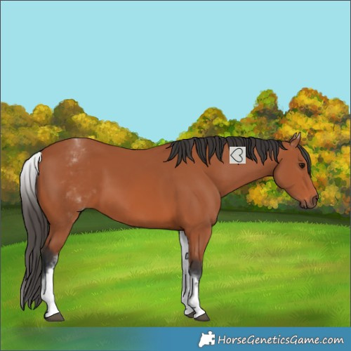 Horse Color:White Spotted Bay