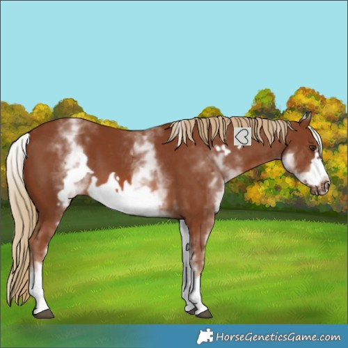 Horse Color:White Spotted Chestnut Frame
