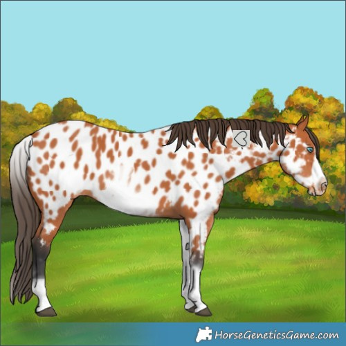 Horse Color:White Spotted Bay Frame Near Leopard 