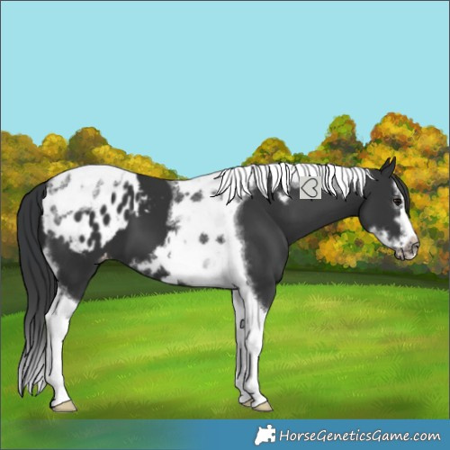 Horse Color:Black Splash Tobiano Frame Blanket