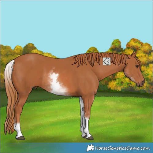 Horse Color:White Spotted Chestnut