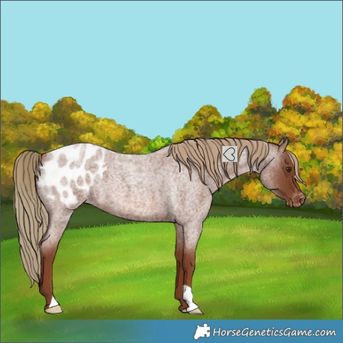 Horse Color:Red Roan Blanket 