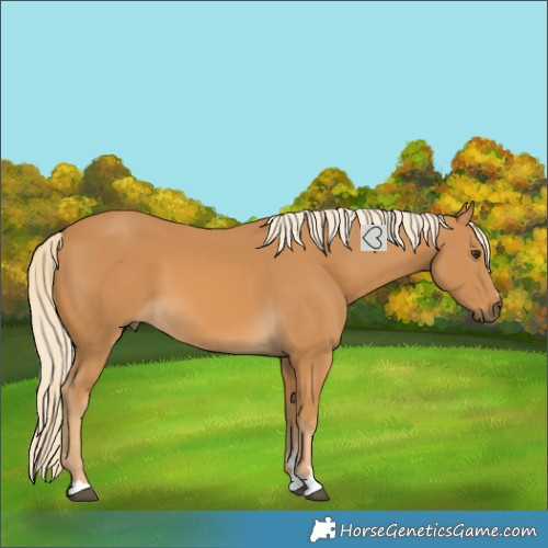 Horse Color:Palomino 