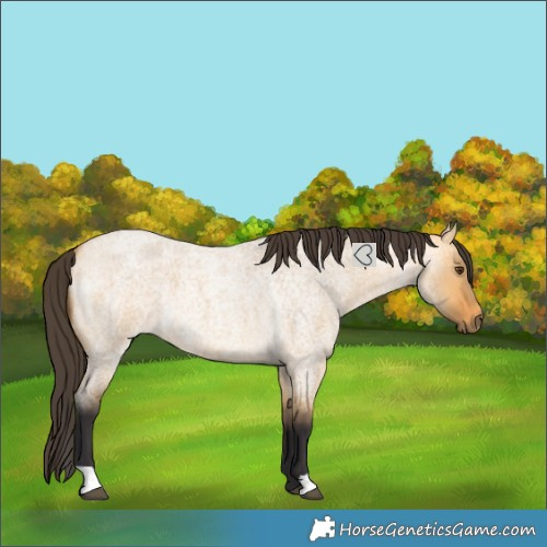 Horse Color:Buckskin Roan Dun 