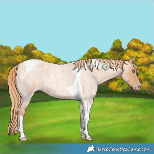 Horse Color:Gold Champagne Roan Tobiano