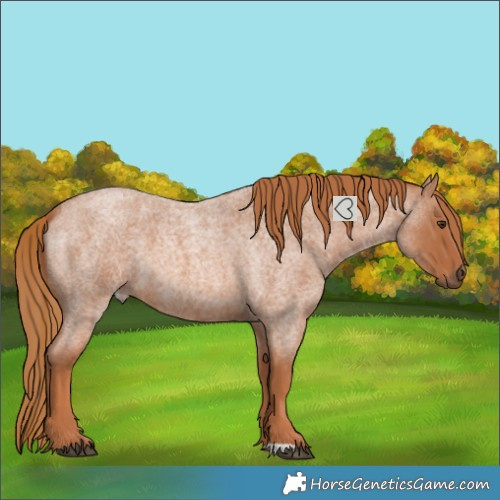 Horse Color:Red Roan 