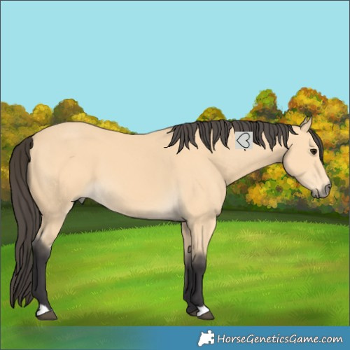Horse Color:Buckskin 