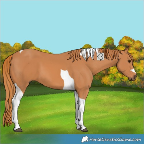 Horse Color:Chestnut Tobiano 