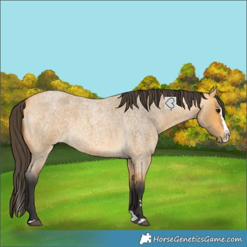 Horse Color:Buckskin Roan Splash 