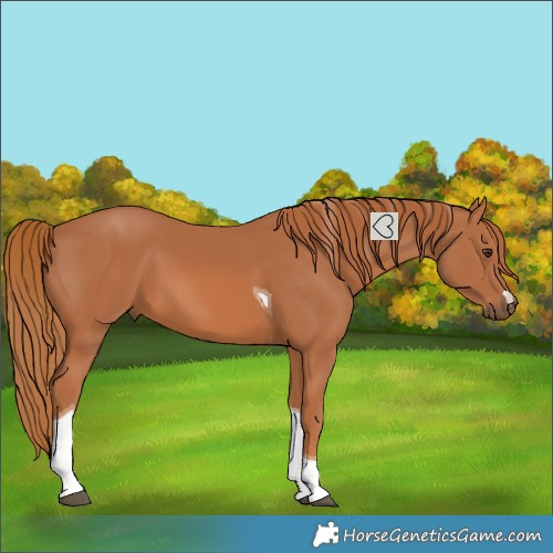 Horse Color:Chestnut Tobiano