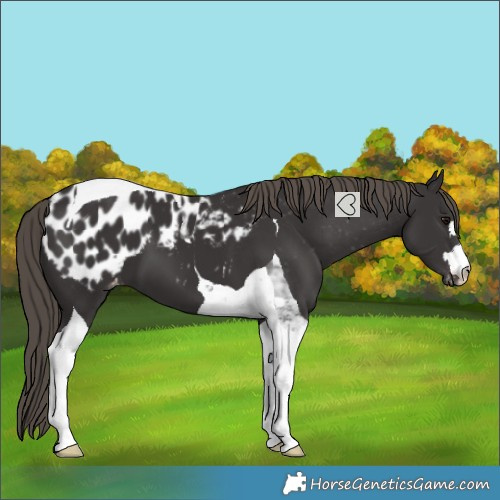 Horse Color:Smoky Black Tobiano Blanket